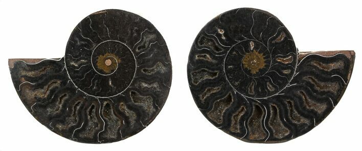 Split Black/Orange Ammonite Pair - Unusual Coloration #55591
